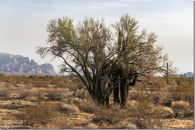 Palo Verde tree Saguaro cactus desert Kofa Mts MST&T Rd BLM Kofa National Wildlife Refuge Arizona