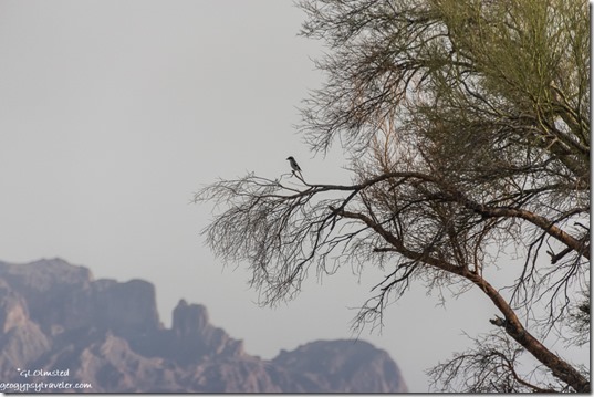 Loggerhead Shrike bird Palo Verde tree Kofa Mts MST&T Rd BLM Kofa National Wildlife Refuge Arizona