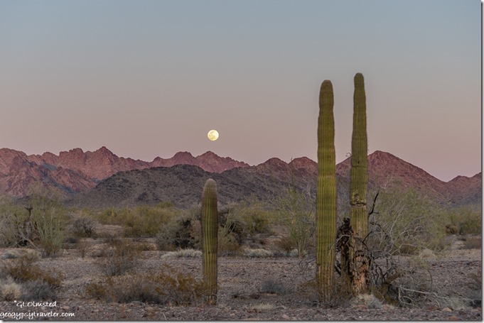 Saguaro cactus desert New Water Mts full moon rise MST&T Rd BLM Kofa National Wildlife Refuge Arizona