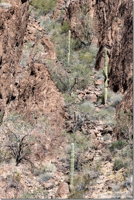 Saguaro cactus Palm Canyon Kofa National Wildlife Refuge Arizona
