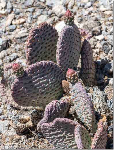buds Beavertail cactus Stone Cabin SR95 Arizona