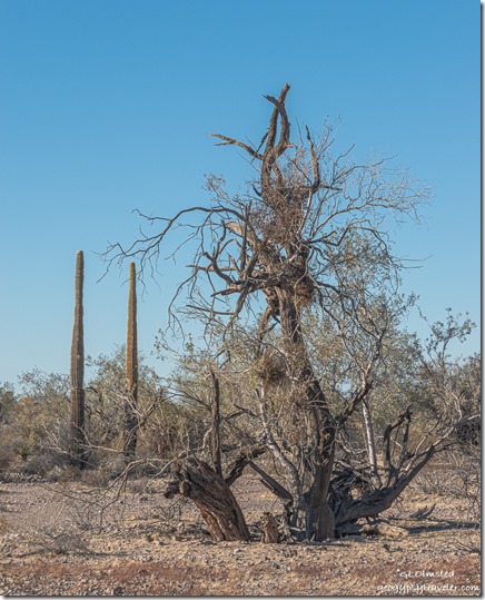 Mesquite tree Saguaro cactus desert MST&T Rd BLM Kofa National Wildlife Refuge Arizona