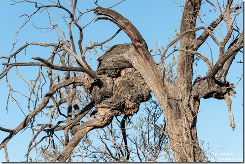Mesquite tree burl MST&T Rd BLM Kofa National Wildlife Refuge Arizona