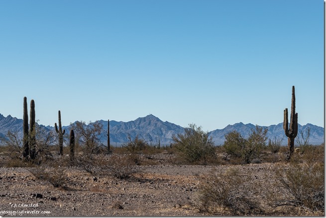 Saguaro cactus desert Chocolate Mts MST&T Rd BLM Kofa National Wildlife Refuge Arizona