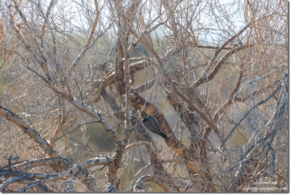 woodpecker bird MST&T Rd BLM Kofa National Wildlife Refuge Arizona