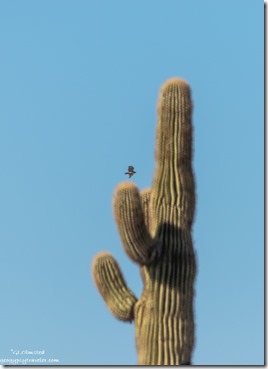 Saguaro cactus Redtail hawk Palm Canyon Rd BLM Kofa National Wildlife Refuge Arizona