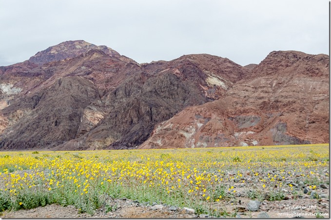 Desert Gold wildflowers Amargosa Range Badwater Basin Death Valley National Park California