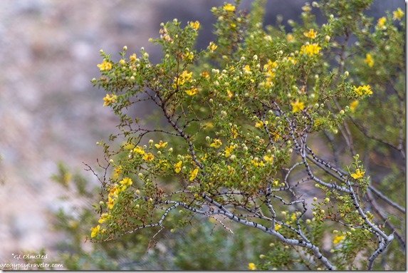 yellow Creosote bush flowers American Girl Mine Rd BLM California