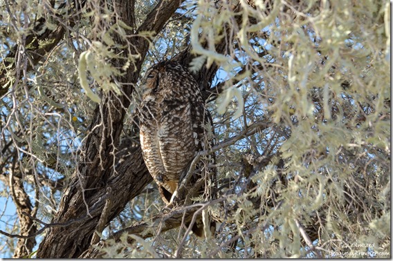 Spotted eagle owl Kgalagadi Transfrontier Park South Africa