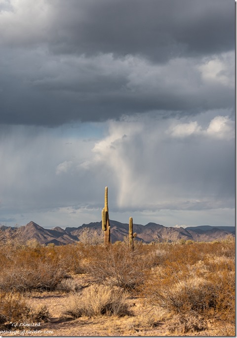 desert Saguaro dark clouds Palm Canyon Rd BLM Kofa National Wildlife Refuge Arizona