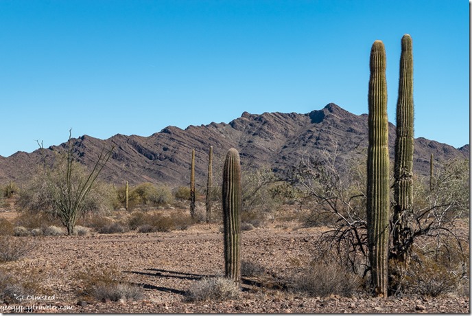 Saguaro cactus desert New Water Mts MST&T Rd BLM Kofa National Wildlife Refuge Arizona