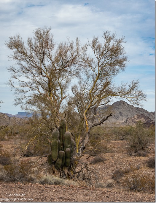 Palo Verde tree Saguaro cactus Sonoran Desert clouds MST&T Rd BLM Kofa National Wildlife Refuge Arizona