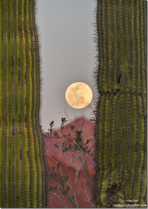 Saguaro frame full moon MST&T Rd BLM Kofa National Wildlife Refuge Arizona