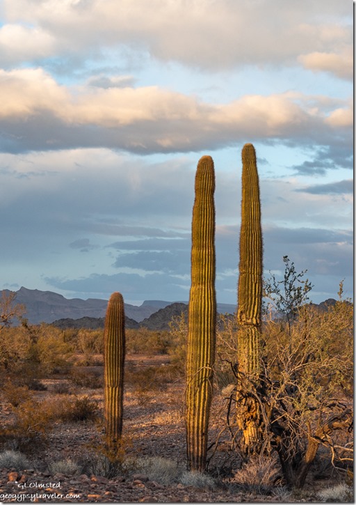 Saguaro cactus sunset clouds MST&T Rd BLM Kofa National Wildlife Refuge Arizona