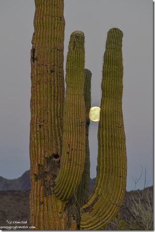 Saguaro frame full moon MST&T Rd BLM Kofa National Wildlife Refuge Arizona
