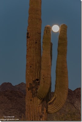 Saguaro cactus full moon MST&T Rd BLM Kofa National Wildlife Refuge Arizona
