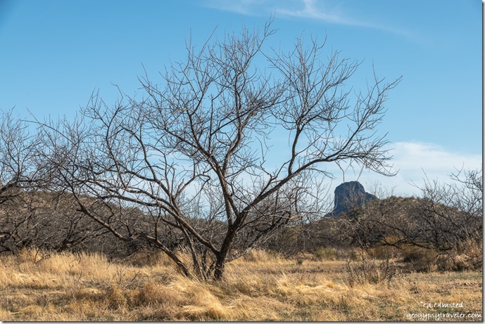 grass tree Vulture Pk Vulture Mine Rd Wickenburg Arizona