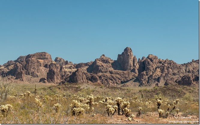 cholla cactus desert Kofa Mts Palm Canyon Rd Kofa National Wildlife Refuge Arizona