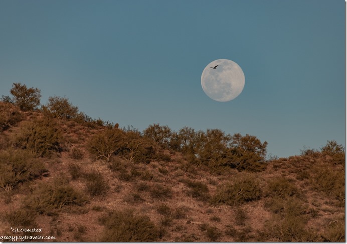 desert hillside bird moon Vulture Mine Rd Wickenburg Arizona