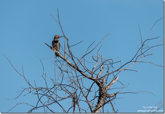 Flicker bird in tree Vulture Mine Rd Wickenburg Arizona