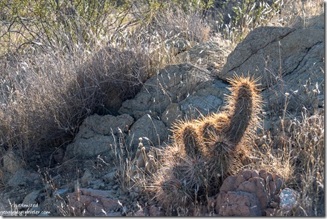light cactus grass Vulture Mine Rd Wickenburg Arizona