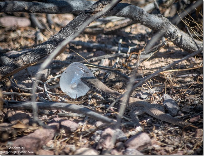 lizard licking ice cube Palm Canyon Rd BLM Kofa National Wildlife Refuge Arizona
