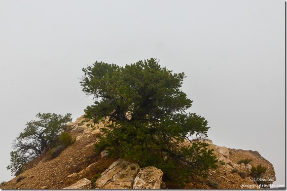 rock & tree Fog filled canyon Cape Royal North Rim Grand Canyon National Park Arizona