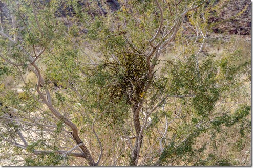 Mistletoe in Mesquit Borrego Palm Canyon Nature Trail Anza-Borrego Desert State Park California
