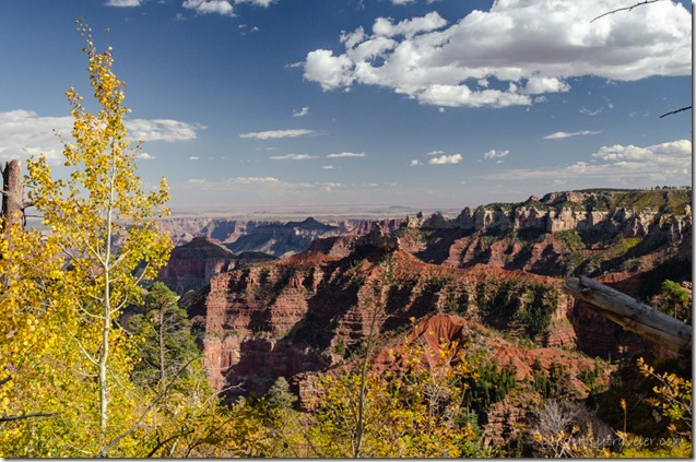 Fall aspen & canyon view Ken Patrick trail North Rim Grand Canyon National Park Arizona