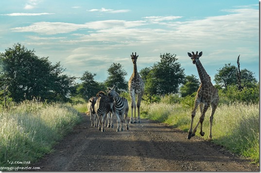 Zebra & Giraffe Kruger National Park South Africa