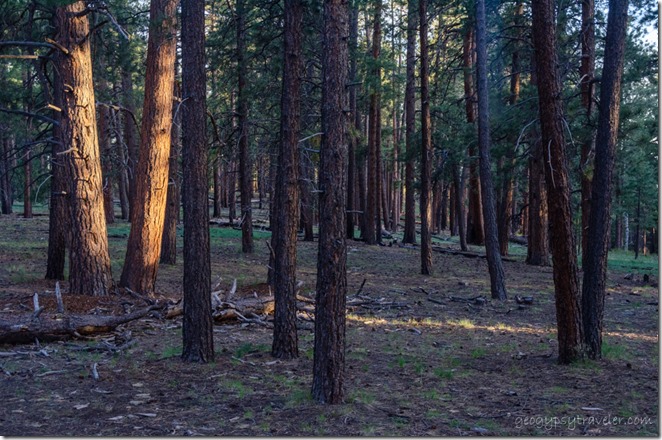 Late light forest view from RV North Rim Grand Canyon National Park Arizona