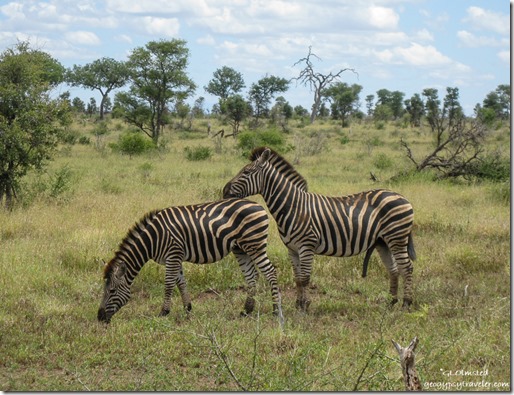 Zebra Kruger National Park Mpumalanga South Africa
