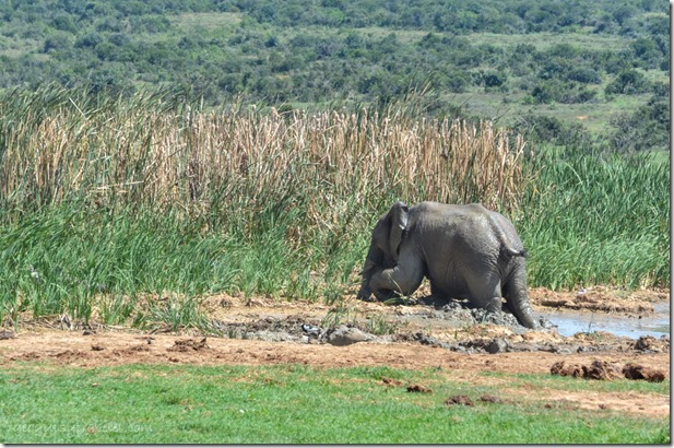 Elephant by waterhole Addo Elephant National Park South Africa