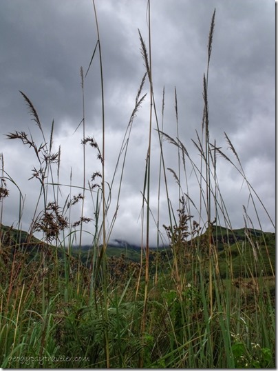 Grasses against the sky The Pools trail Drakensburg KwaZulu-Natal South Africa