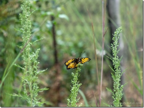 Butterfly Sterkspruit Falls trail Drakensburg KwaZulu-Natal South Africa