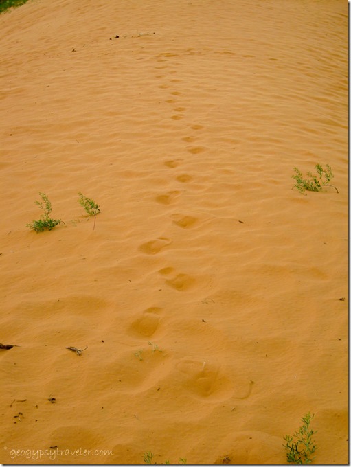 Footprints in Coral Pink Sand Dunes State Park Utah