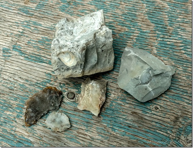 Calcite & clam fossils from Dakota member Gray Cliffs road cut SR12 Tropic Utah