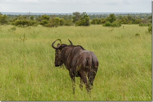 Blue Wildebeest Kruger National Park South Africa