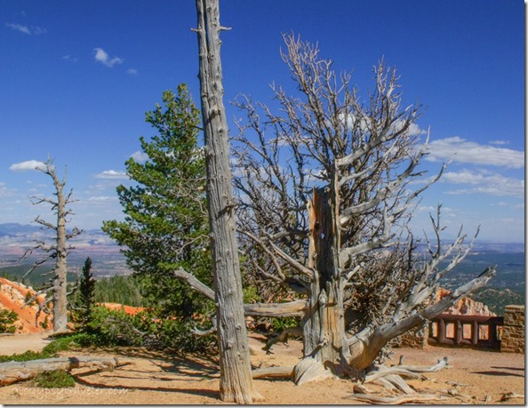 Live & dead Bristlecone Pines along Bristlecone Loop trail Bryce Canyon National Park Utah