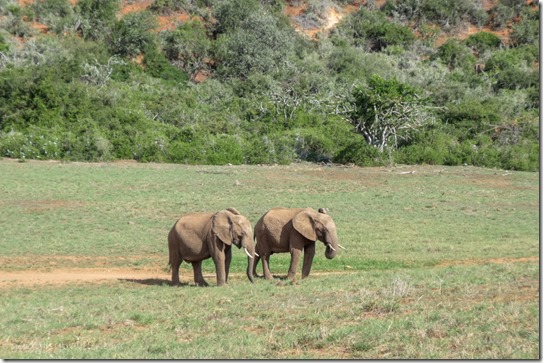 Elephants Addo Elephant National Park Eastern Cape South Africa
