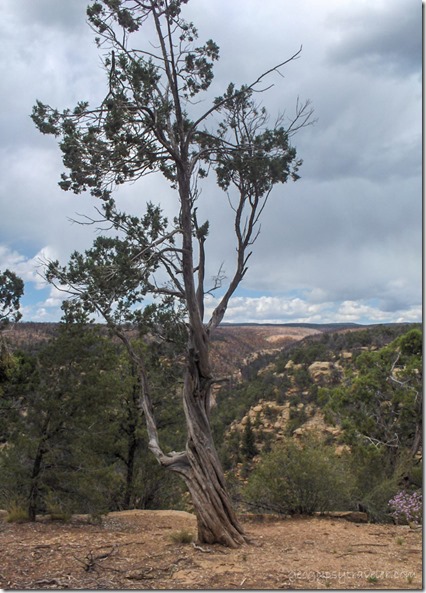 tree canyon clouds Mesa Verde National Park Colorado