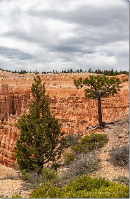 trees hoodoos clouds Sunset Point Bryce Canyon National Park Utah