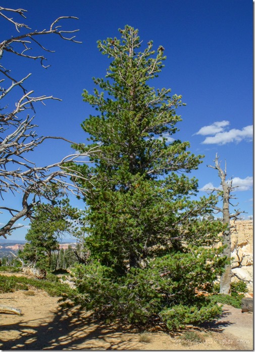 Young Bristlecone Pine along Bristlecone Loop trail Bryce Canyon National Park Utah