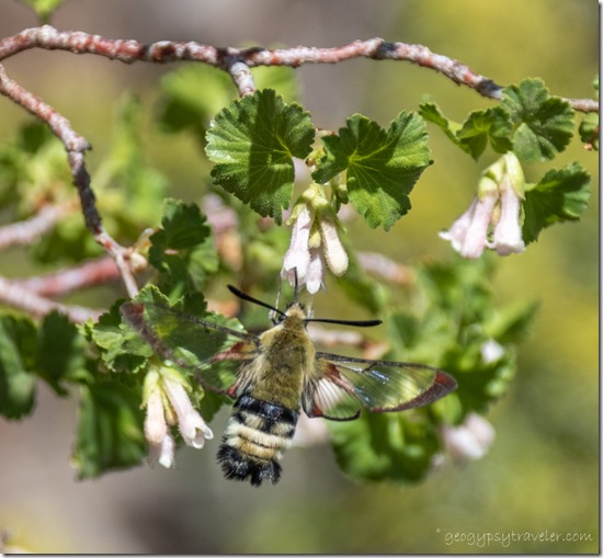 Snowberry Clearwing Sphinx moth on pink current flowers Bristlecone Loop Trail Bryce Canyon National Park Utah