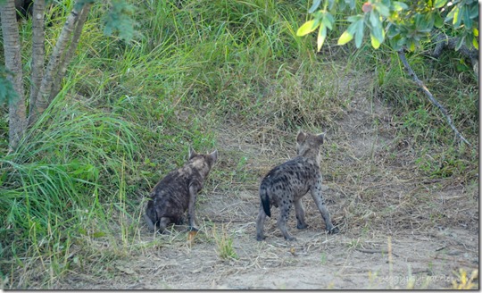 07 DSC_5121lecwfbr Hyena pups Kruger NP SA fff414-2