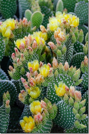 Flowering beavertail cactus Congress Arizona