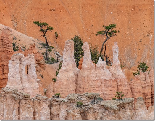 hoodoos trees Bryce Canyon National Park Utah