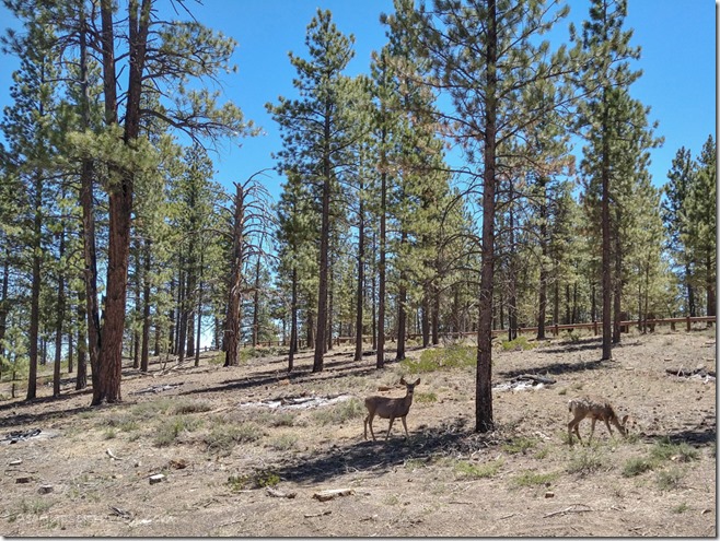 deer trees Mixing Circle Road Bryce Canyon National Park Utah