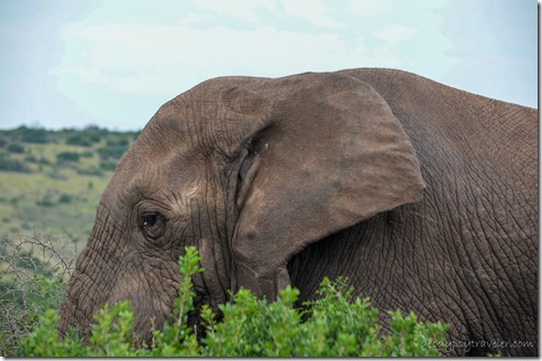 Elephant Addo Elephant National Park South Africa
