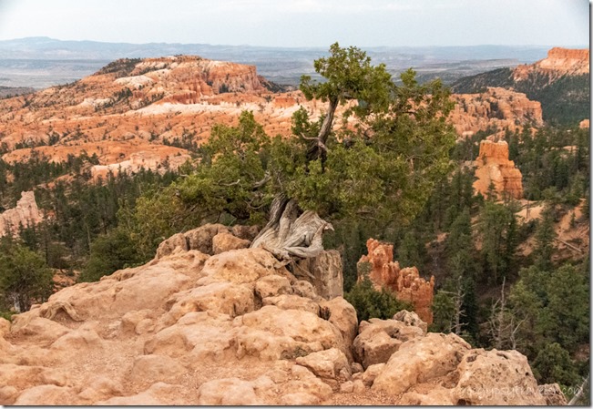 rock trees Pink Cliffs Bryce Canyon National Park Utah
